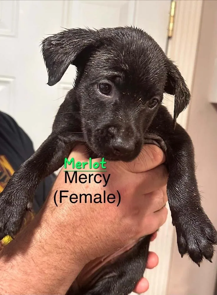 Merlot thumbnail 2