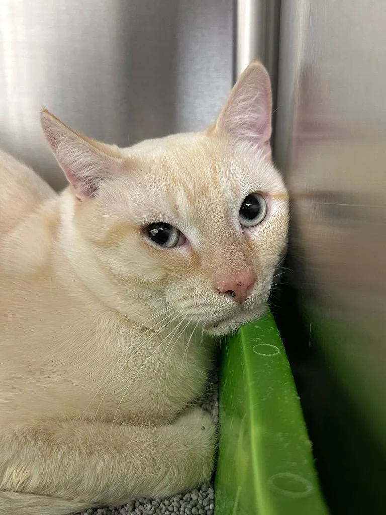 Saturn