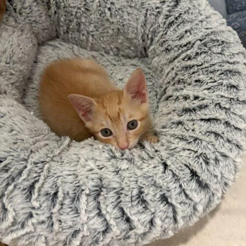 A baby small-sized male Domestic Short Hair cat named Rabbit for adoption in Tampa, FL