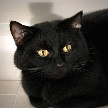 An adult medium-sized male Domestic Medium Hair cat named Henry Viii for adoption in Burlington, WA