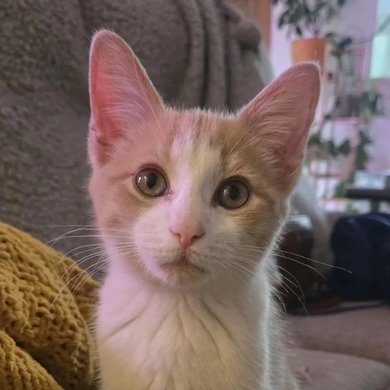 A baby small-sized male Buff / Tan / Fawn Domestic Short Hair cat named Sheera for adoption in Hamburg, NY