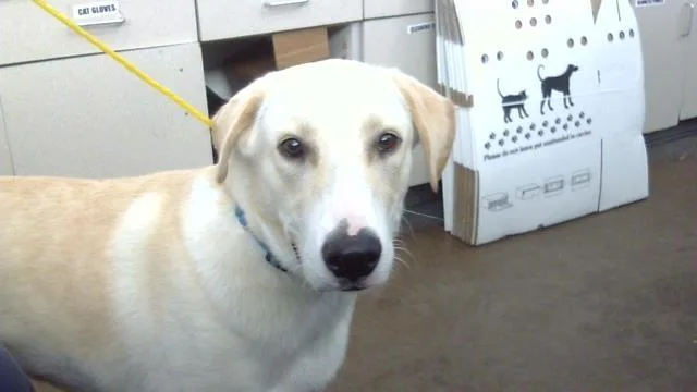 A young medium-sized male Mixed Breed dog named Max for adoption in Dallas, TX