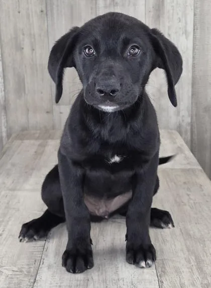 An adult small-sized male Mixed Breed dog named Spiderman for adoption in Shreveport, LA