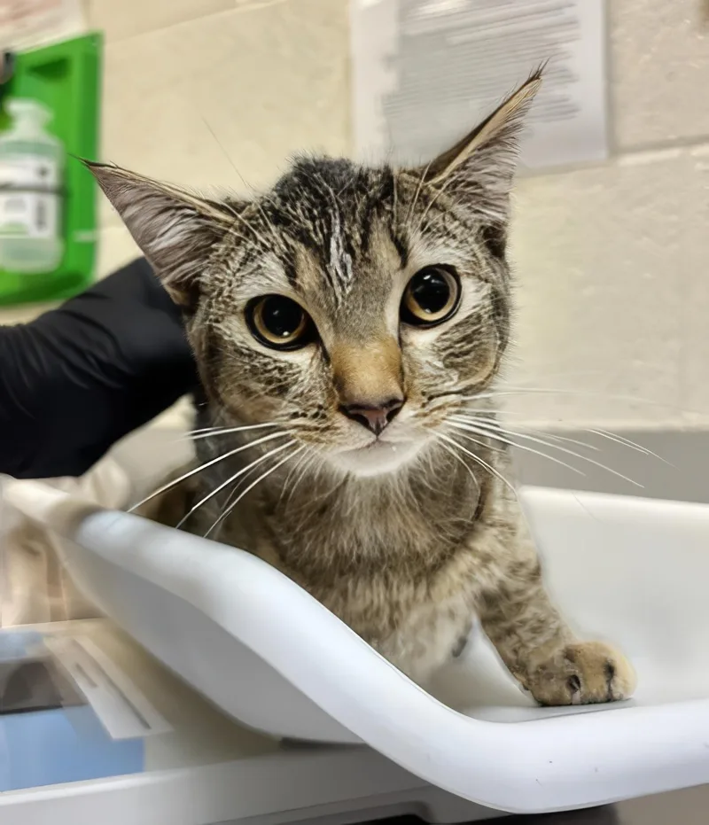 A young small-sized male Tabby (Brown / Chocolate) Domestic Short Hair cat named Topper for adoption in Nashville, TN