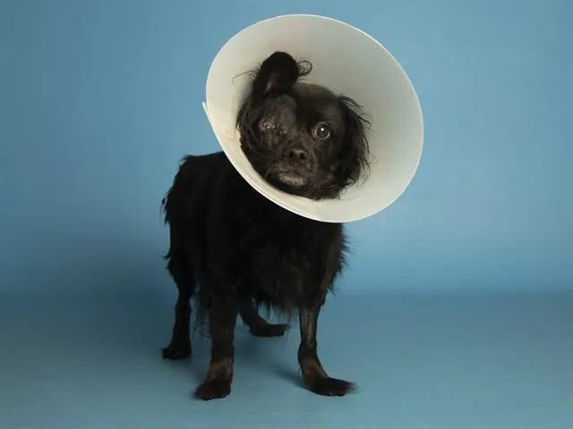 An adult small-sized male Chihuahua dog named Fitz for adoption in Phoenix, AZ