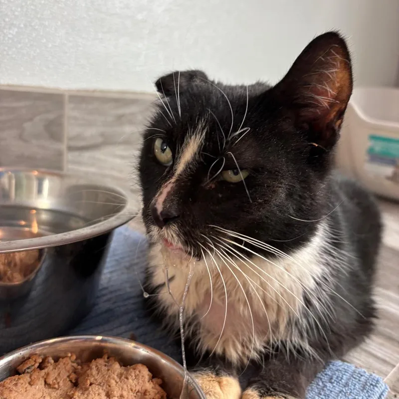 A senior small-sized male Black Domestic Short Hair cat named Stalone for adoption in West Des Moines, IA