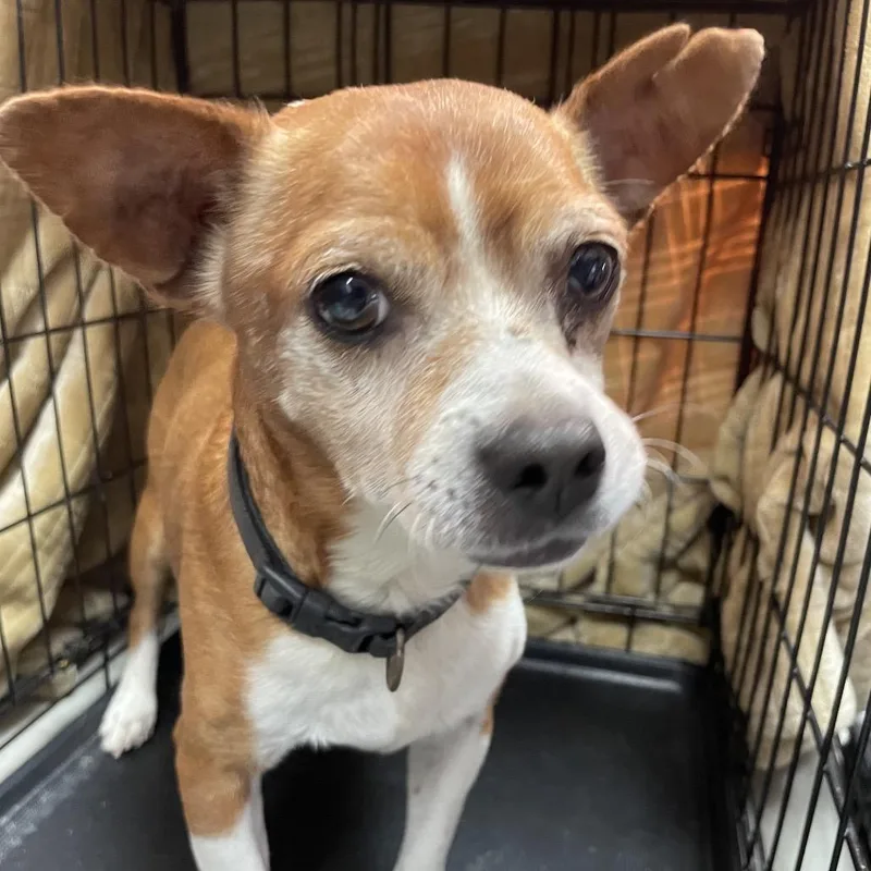 A senior medium-sized male Terrier dog named Vander for adoption in Laredo, TX