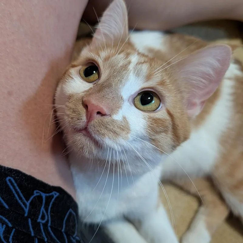 An adult medium-sized male White Domestic Short Hair cat named Hank for adoption in West Jefferson, OH