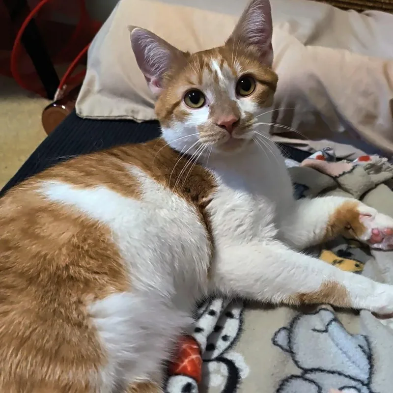 Hank thumbnail 2
