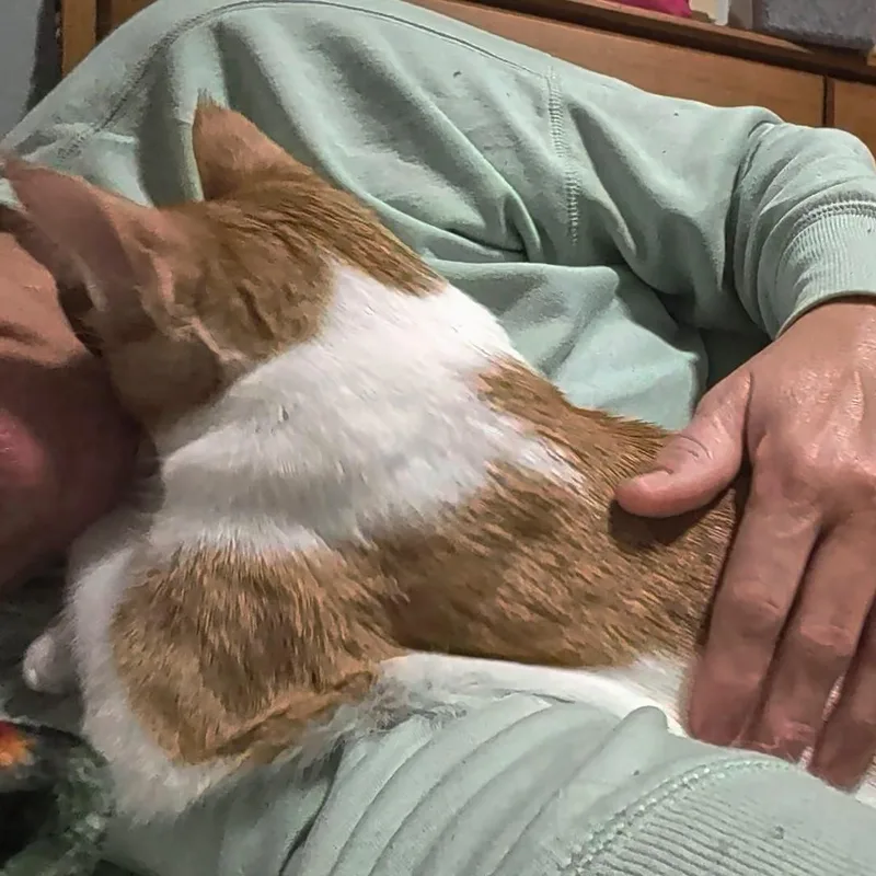 Hank thumbnail 3