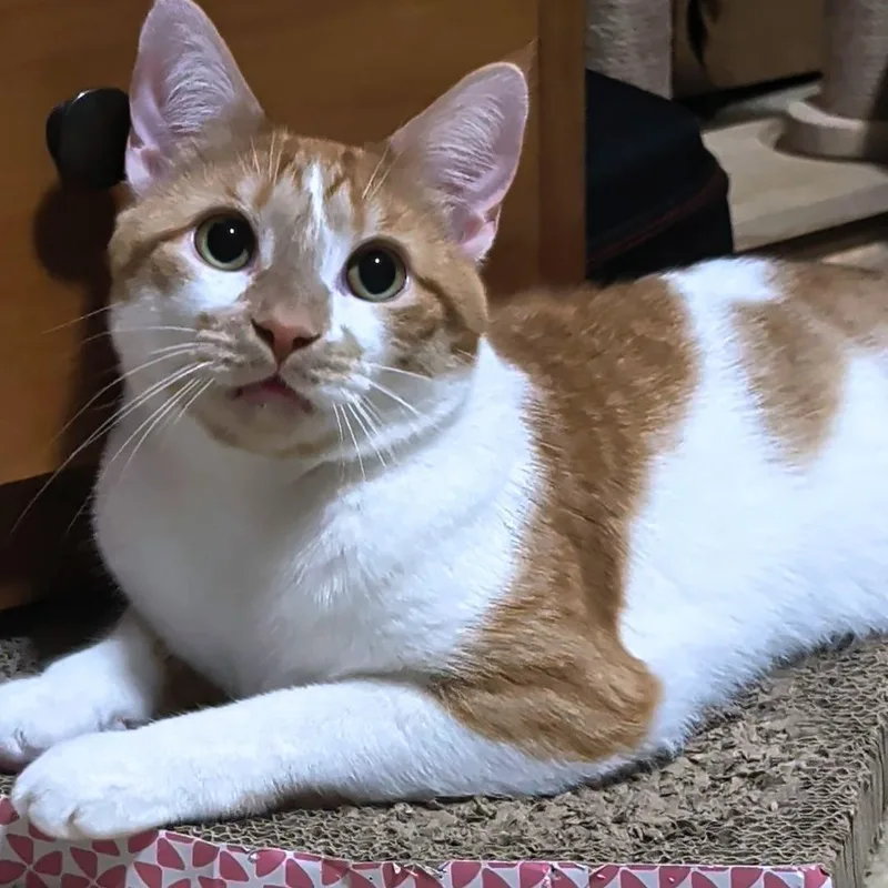 Hank thumbnail 5