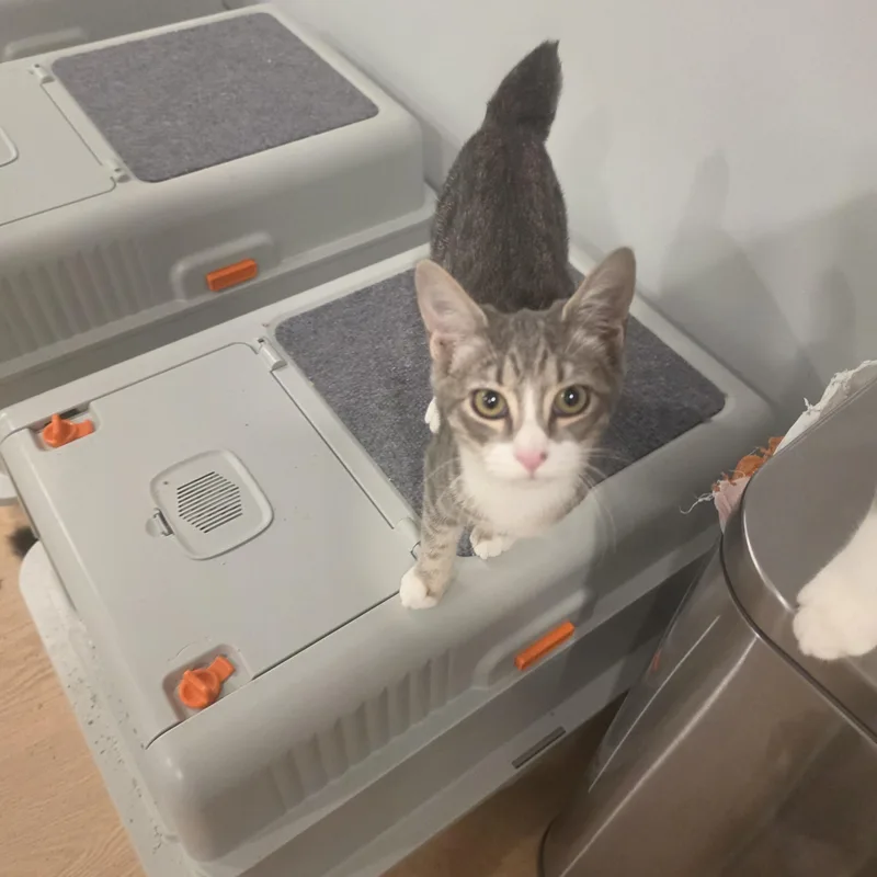 A baby small-sized female Tabby (Gray / Blue / Silver) American Bobtail cat named Rollie Polly for adoption in Lawrenceville, GA