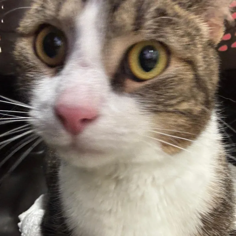An adult medium-sized male Domestic Short Hair cat named Tax Collector for adoption in York, PA