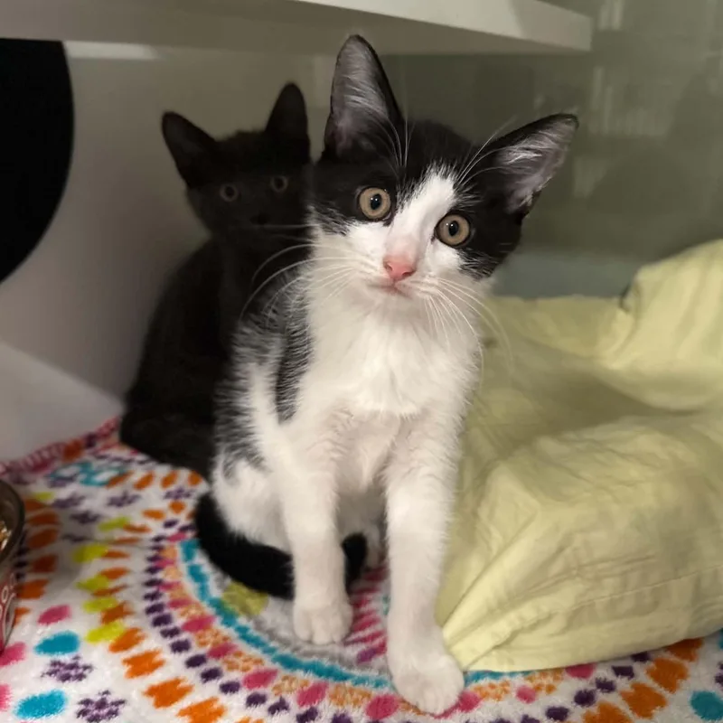 A baby medium-sized female Domestic Short Hair cat named Impact for adoption in Penn Yan, NY