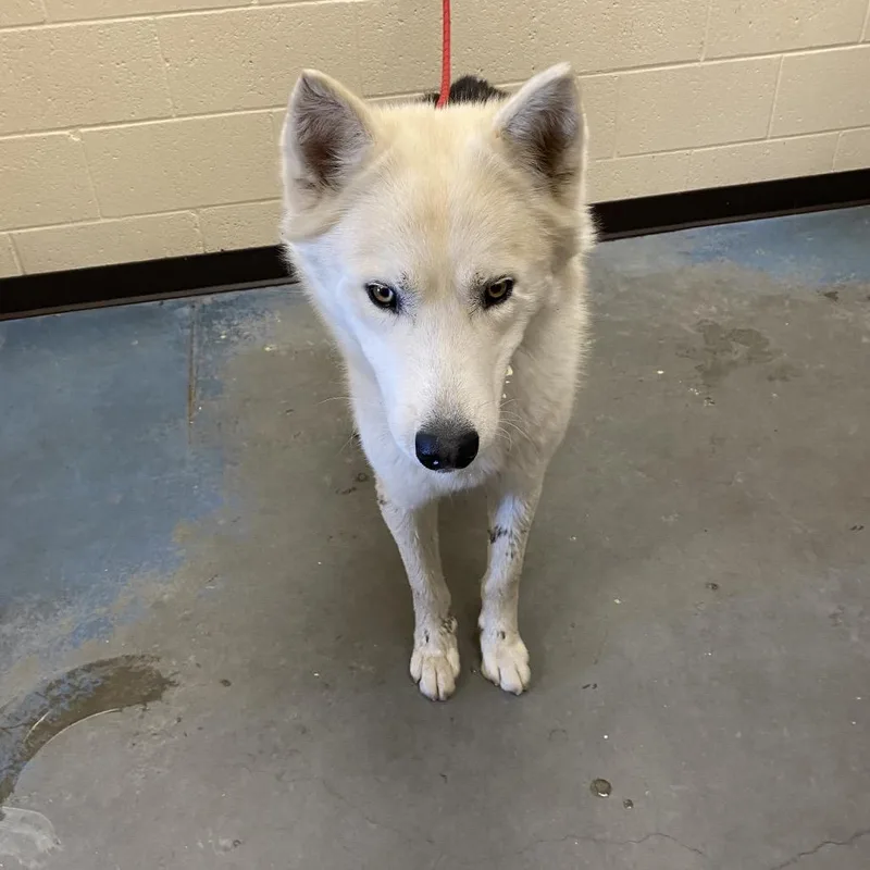 An adult medium-sized male White / Cream Mixed Breed dog named Warrior for adoption in Memphis, TN