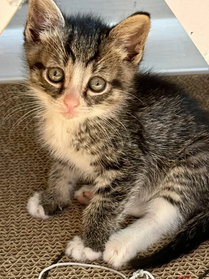 A baby medium-sized male Tabby (Brown / Chocolate) Domestic Short Hair cat named Dinky for adoption in Westfield, NJ