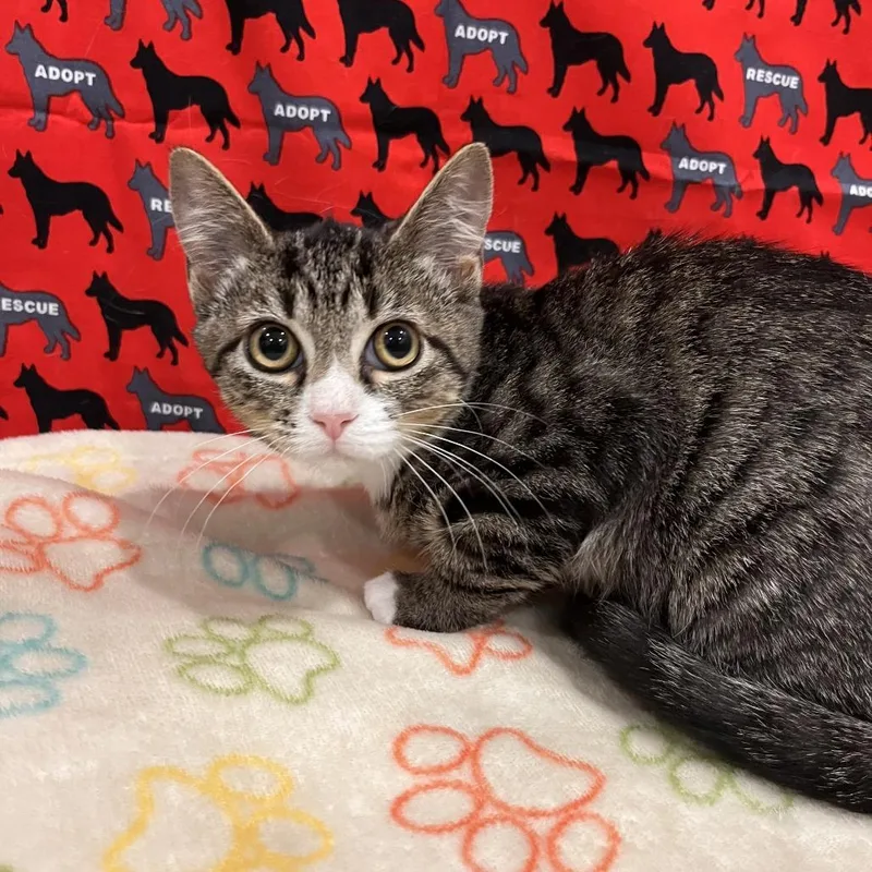 A baby small-sized female Gray / Blue / Silver Domestic Short Hair cat named Bloom for adoption in Washburn, MO