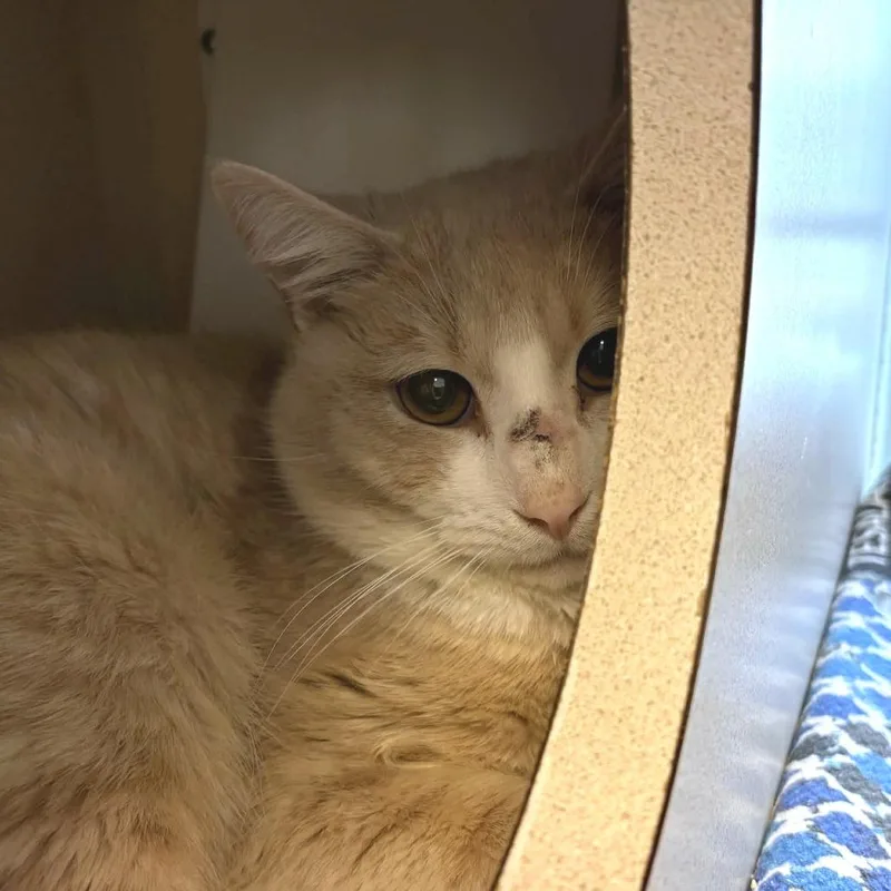A young medium-sized male Cream / Ivory Domestic Short Hair cat named Gaazhagens for adoption in Gloucester, VA