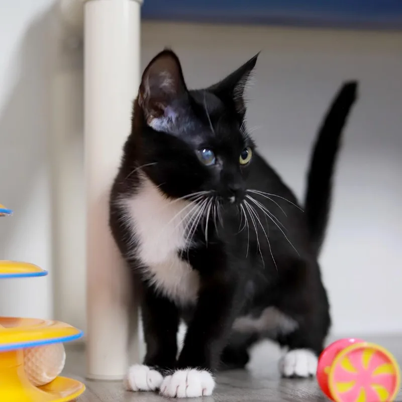 A baby small-sized female Black Domestic Short Hair cat named Dixie for adoption in Los Angeles, CA