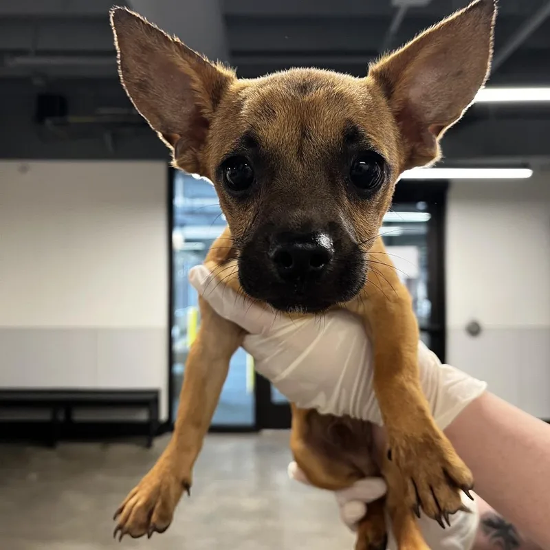 A baby small-sized male Yellow / Tan / Blond / Fawn Yorkshire Terrier dog named Batman for adoption in Tampa, FL