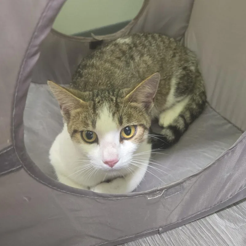 A young medium-sized female Tabby (Brown / Chocolate) Domestic Short Hair cat named Charm for adoption in Sauk City, WI