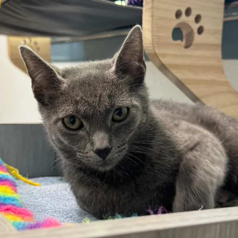A baby small-sized male Gray / Blue / Silver Domestic Short Hair cat named Po for adoption in Decatur, GA