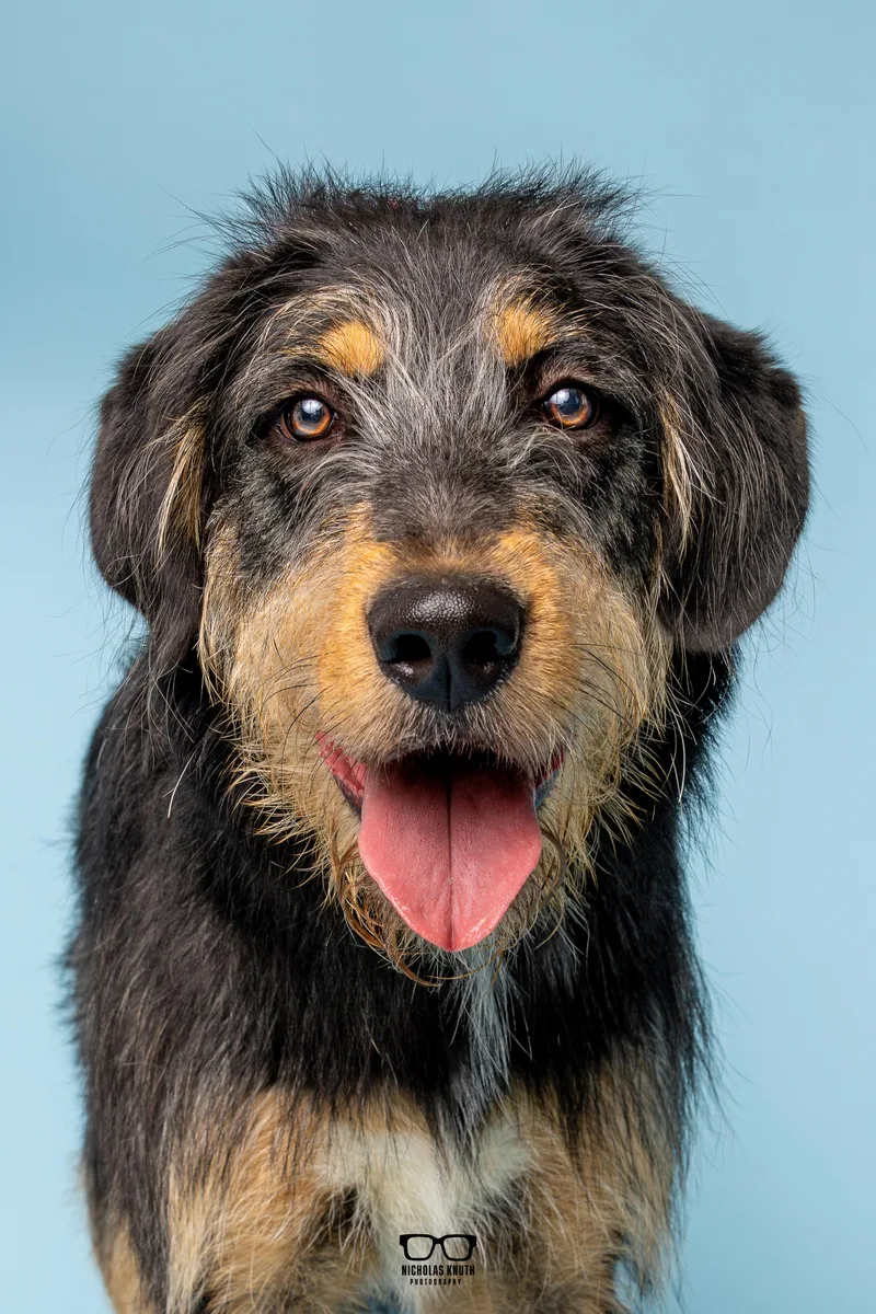A young large-sized male Tricolor (Brown, Black, & White) Otterhound dog named Otter for adoption in Palatine, IL