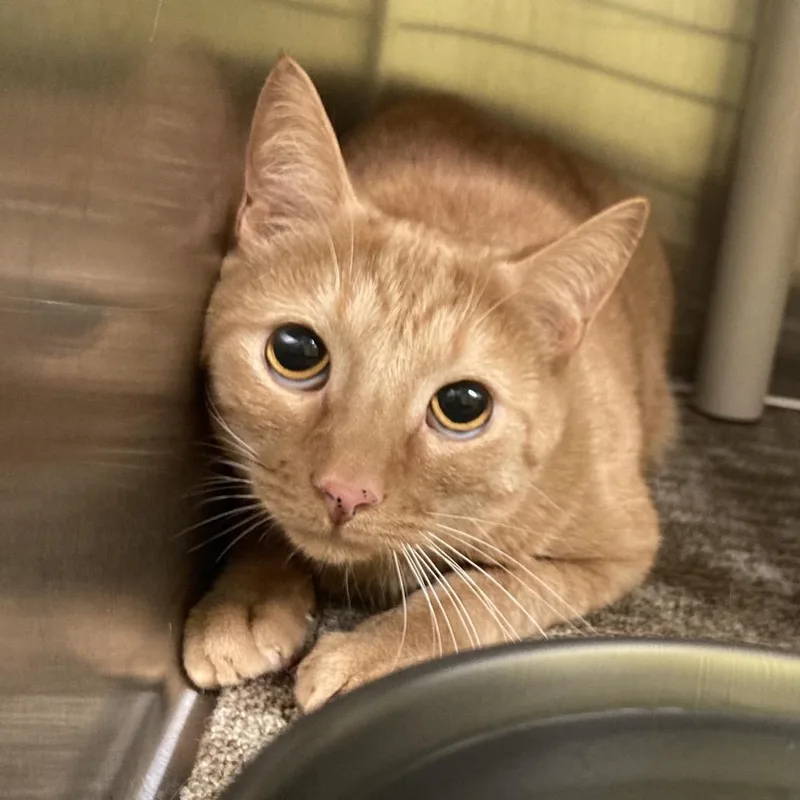 An adult small-sized male Orange / Red Domestic Short Hair cat named Crush for adoption in Sand Springs, OK