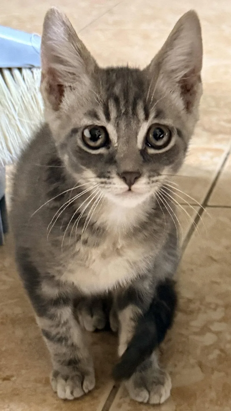 A baby small-sized female Tabby cat named Melody for adoption in Cypress, TX