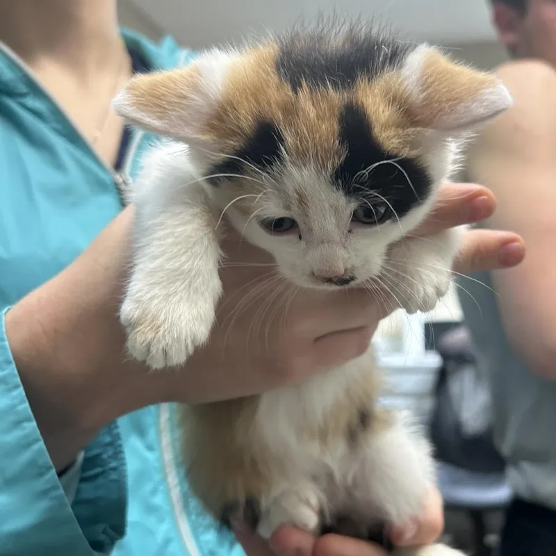 A baby small-sized female Calico Domestic Short Hair cat named Autumn for adoption in Lewisburg, WV