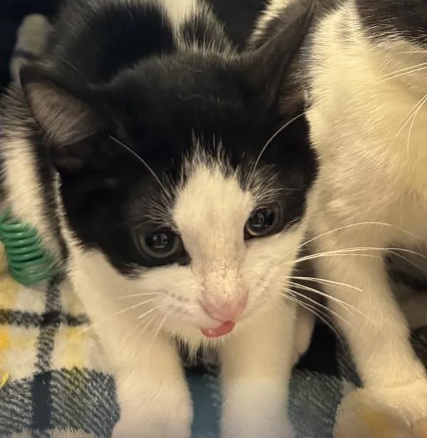 A baby small-sized male Domestic Short Hair cat named Oliver for adoption in Des Moines, IA
