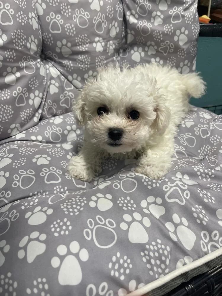Lambchop