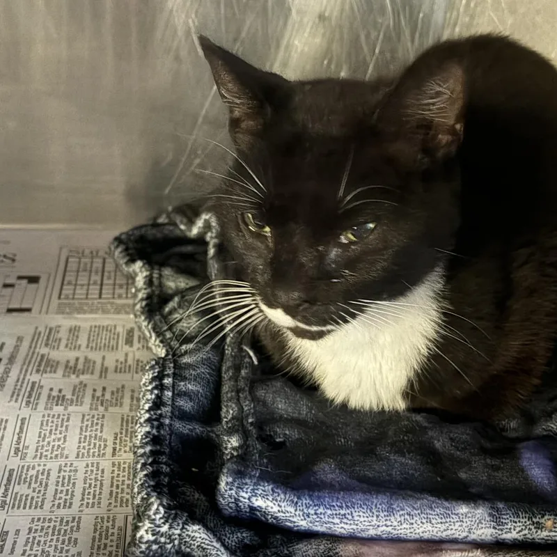 An adult medium-sized female Domestic Short Hair cat named Magnolia for adoption in Oak Hill, WV
