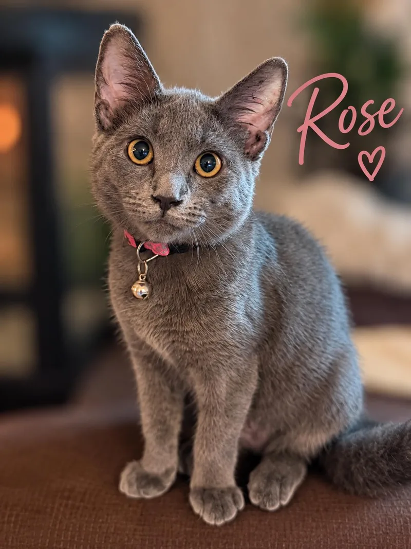 A young medium-sized female Domestic Short Hair cat named Rose for adoption in Delmar, NY