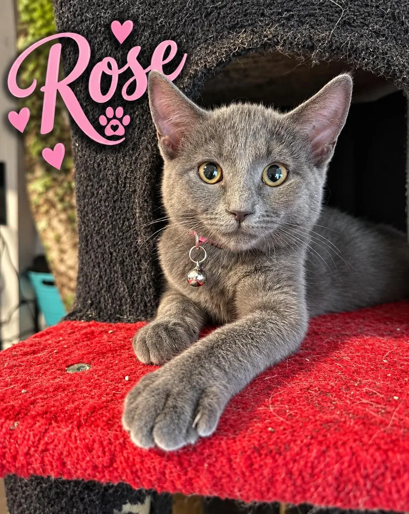 Rose thumbnail 2