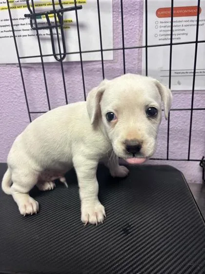 A baby small-sized male White / Cream Labrador Retriever dog named 61128670 for adoption in El Paso, TX