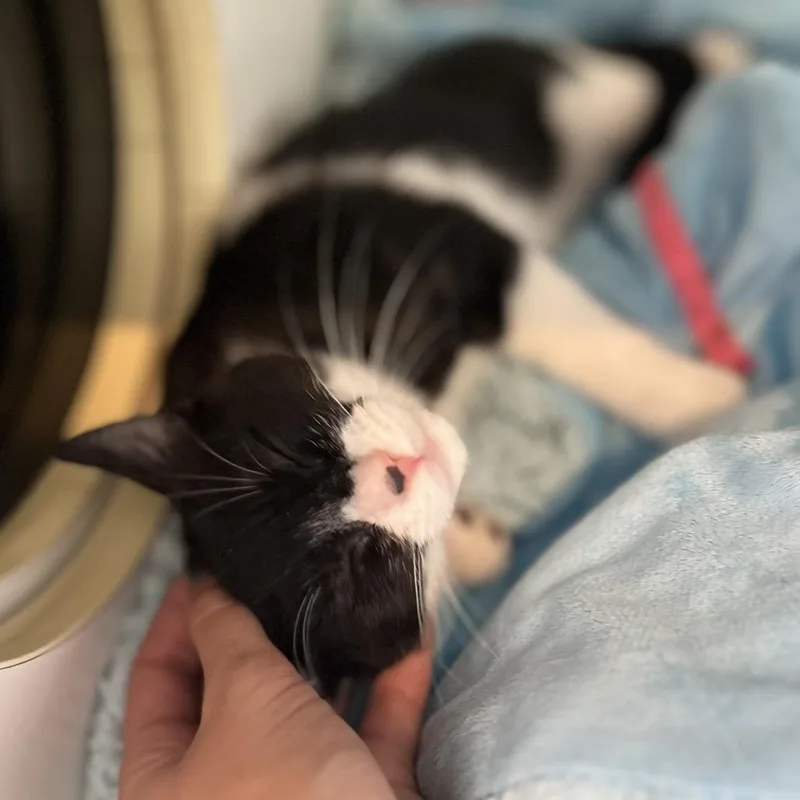 A baby small-sized female Black Domestic Short Hair cat named Holy Cow for adoption in Los Angeles, CA
