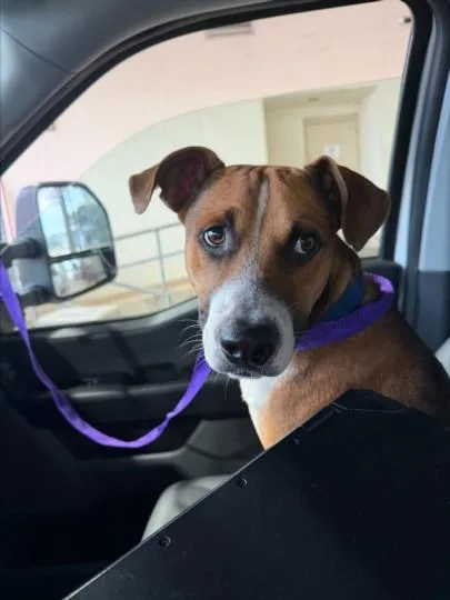 A young large-sized male Hound dog named Pudding for adoption in Texas City, TX