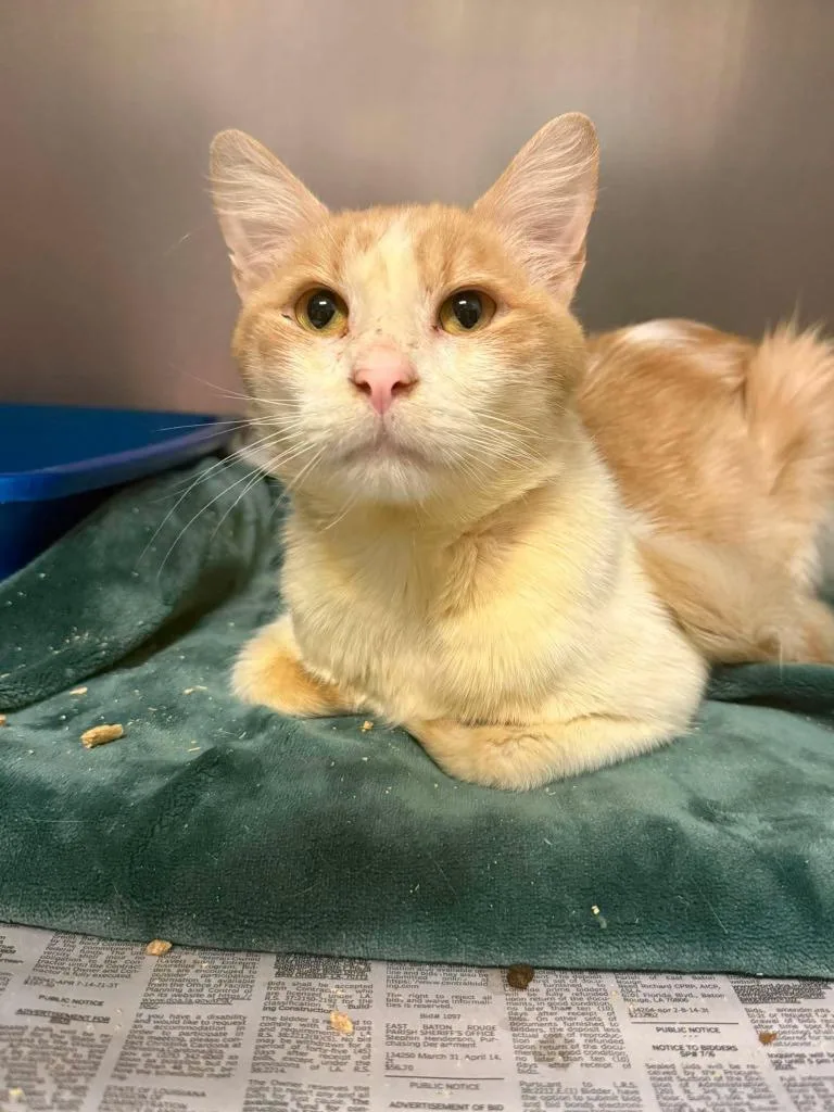 An adult medium-sized male Domestic Short Hair cat named Chef for adoption in Sorrento, LA