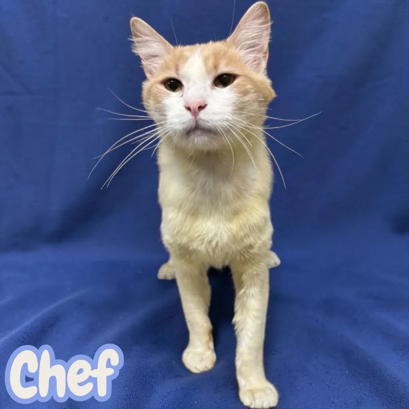 Chef thumbnail 4