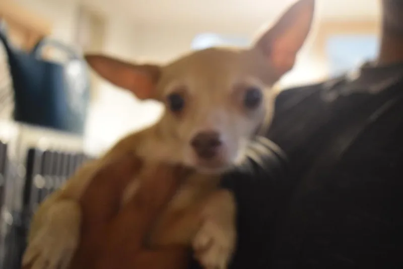 A young small-sized female Chihuahua dog named Mitzi for adoption in Pahrump, NV