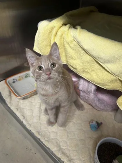 A baby small-sized male Domestic Short Hair cat named Griffin for adoption in Munster, IN