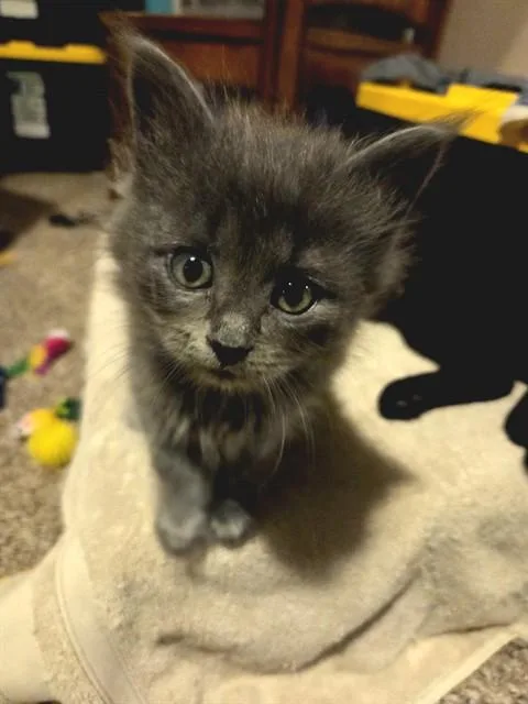 A baby small-sized female Domestic Medium Hair cat named Griselda for adoption in Omaha, NE