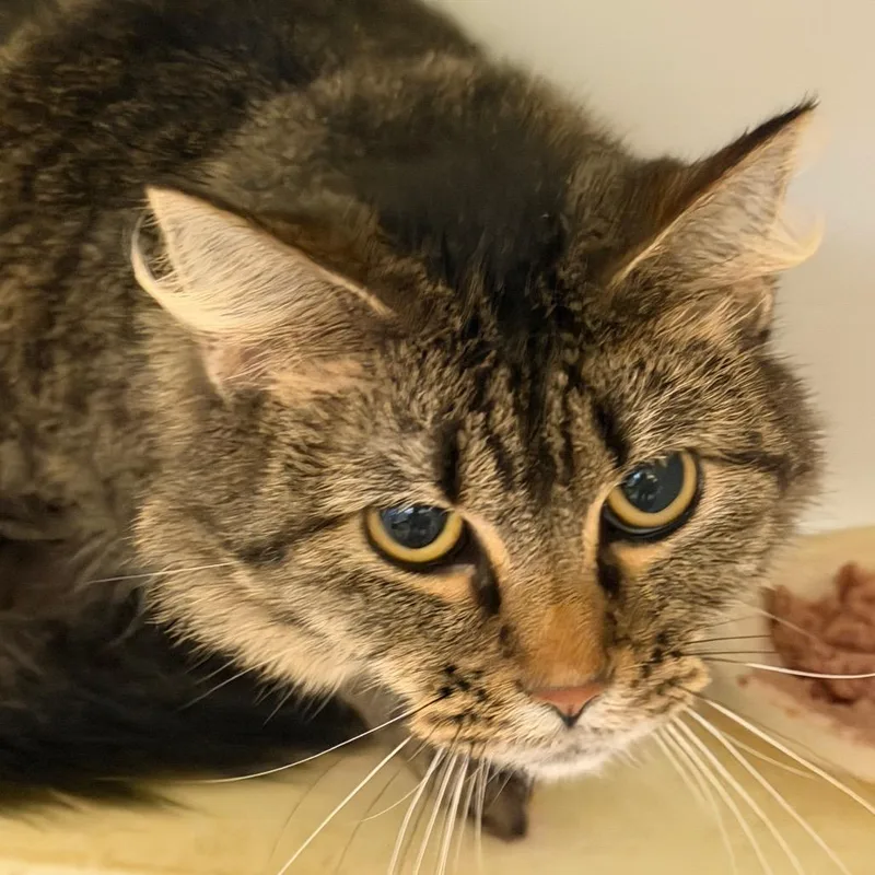 A young medium-sized female American Shorthair cat named Roxie for adoption in mount vernon, AR
