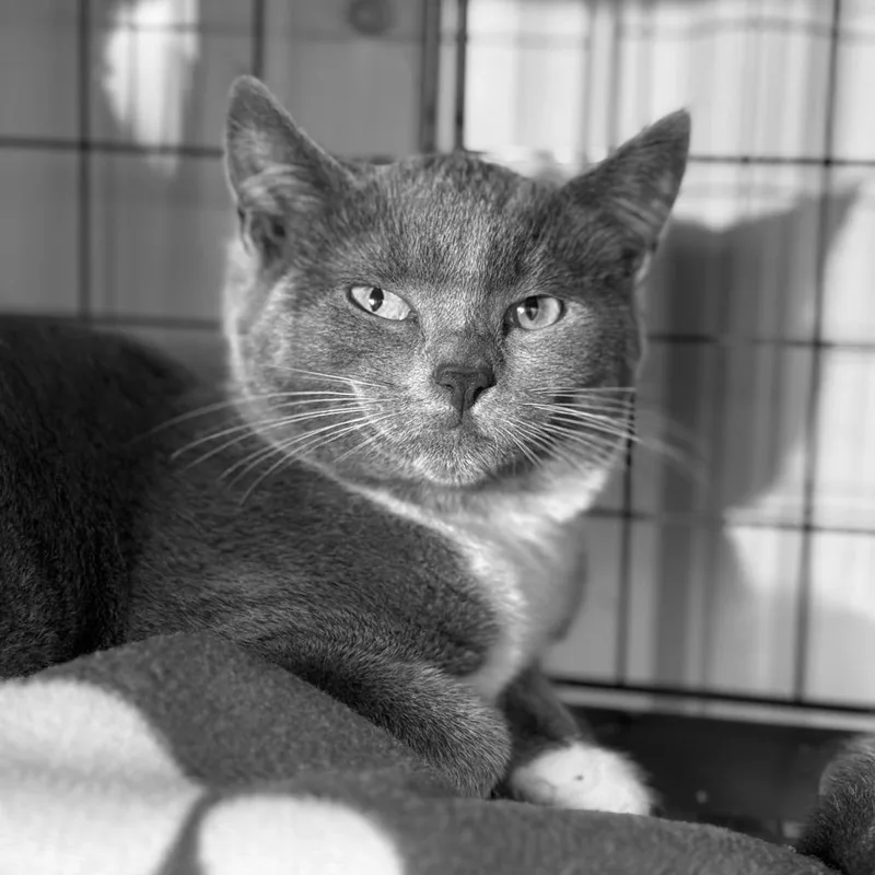 A young medium-sized male Gray / Blue / Silver Domestic Short Hair cat named Dove for adoption in Blairsville, GA