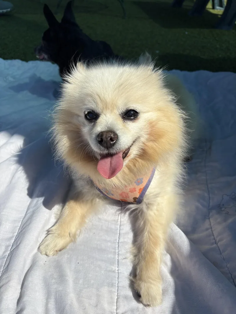 A senior small-sized female Apricot / Beige Pomeranian dog named Snickerdoodle for adoption in Mount Juliet, TN