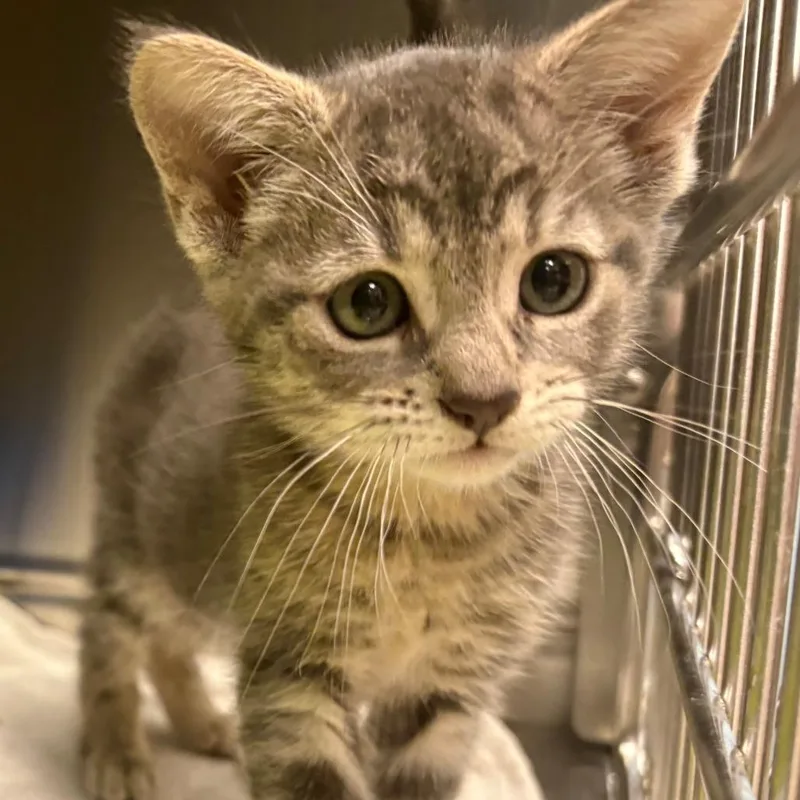 A baby small-sized female Gray / Blue / Silver Domestic Short Hair cat named Marlowe for adoption in East Hanover, NJ