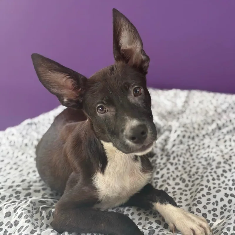 Lulu Luv thumbnail 3
