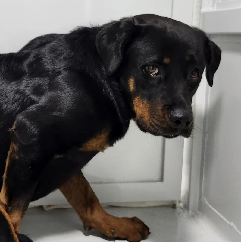A young large-sized female Rottweiler dog named Daisy for adoption in Los Angeles, CA