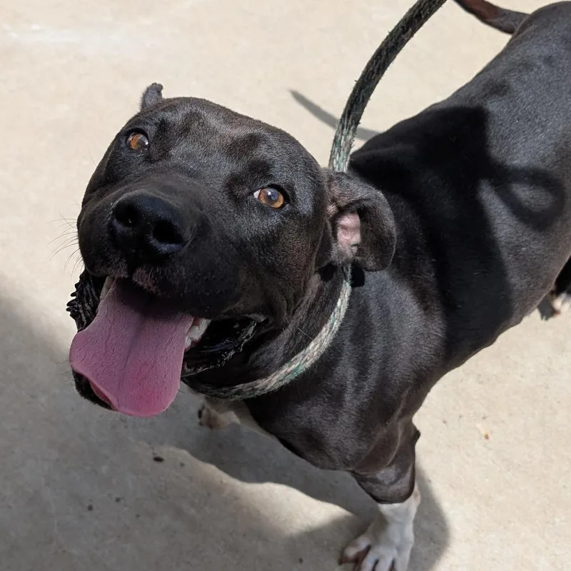 An adult medium-sized male Black Mixed Breed dog named Squall for adoption in Auburn, AL